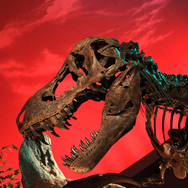 The skeleton of a Tyrannosaurus rex against a red background 